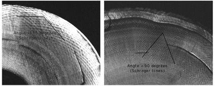 Obtuse angle indicates elephant ivory