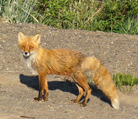 The curious camp fox.