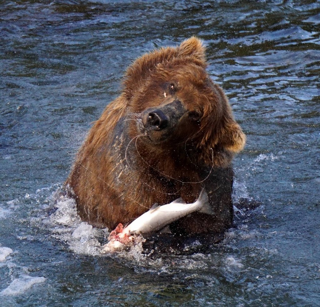 Wild, hungry Katmai bear