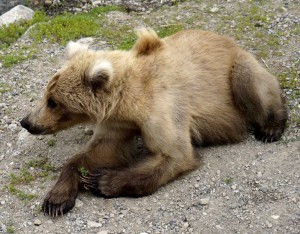 A thin Katmai bear ready for a good meal
