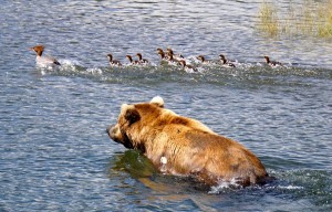Katmai bear chasing ducks
