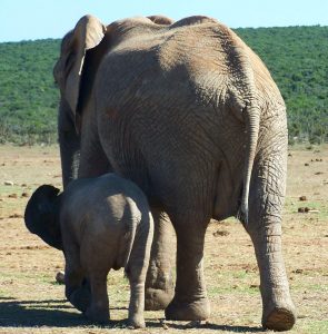 US elephant ivory ban