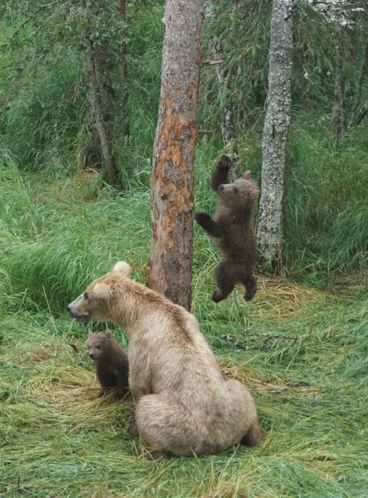 Katmai bears, grazer and cubs