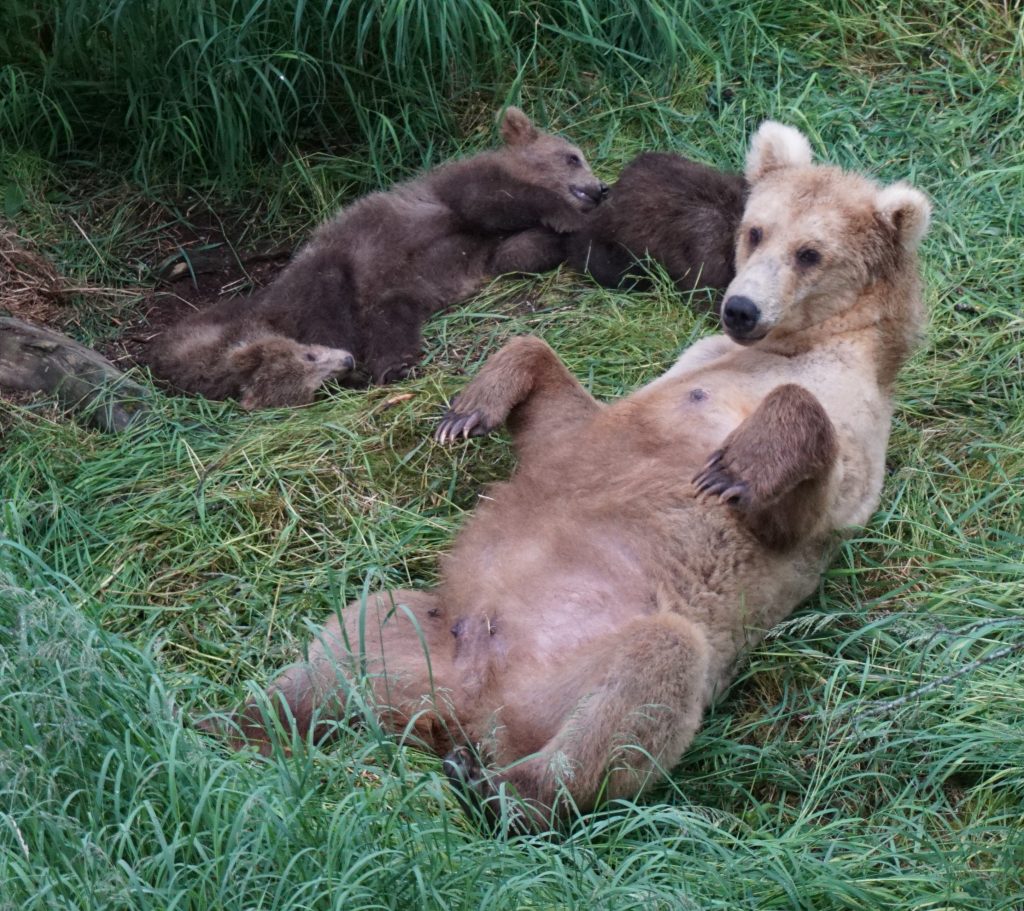 Katmai bears, grazer and three cubs