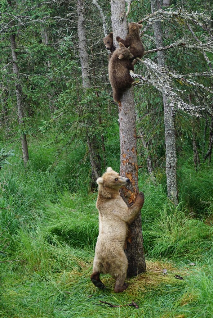 Katmai bears, grazer and cubs