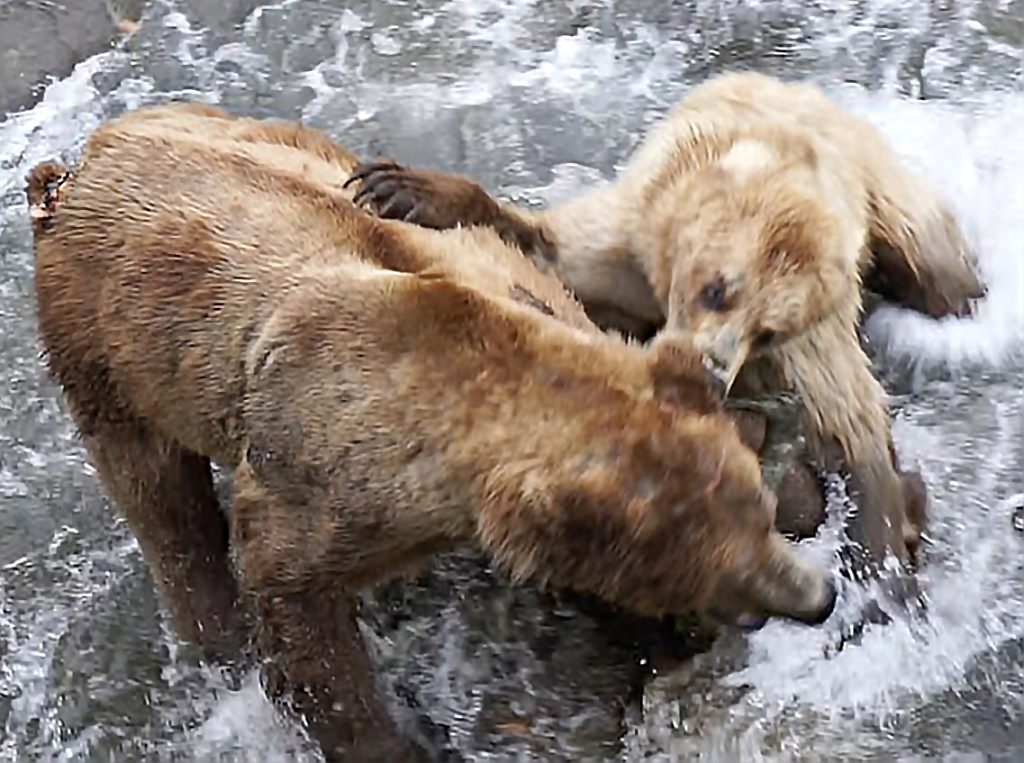 Katmai bears, bear fight