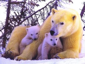 polar-bears-1400264