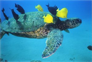 hawaiian-green-sea-turtle-1-1482511-1279x862