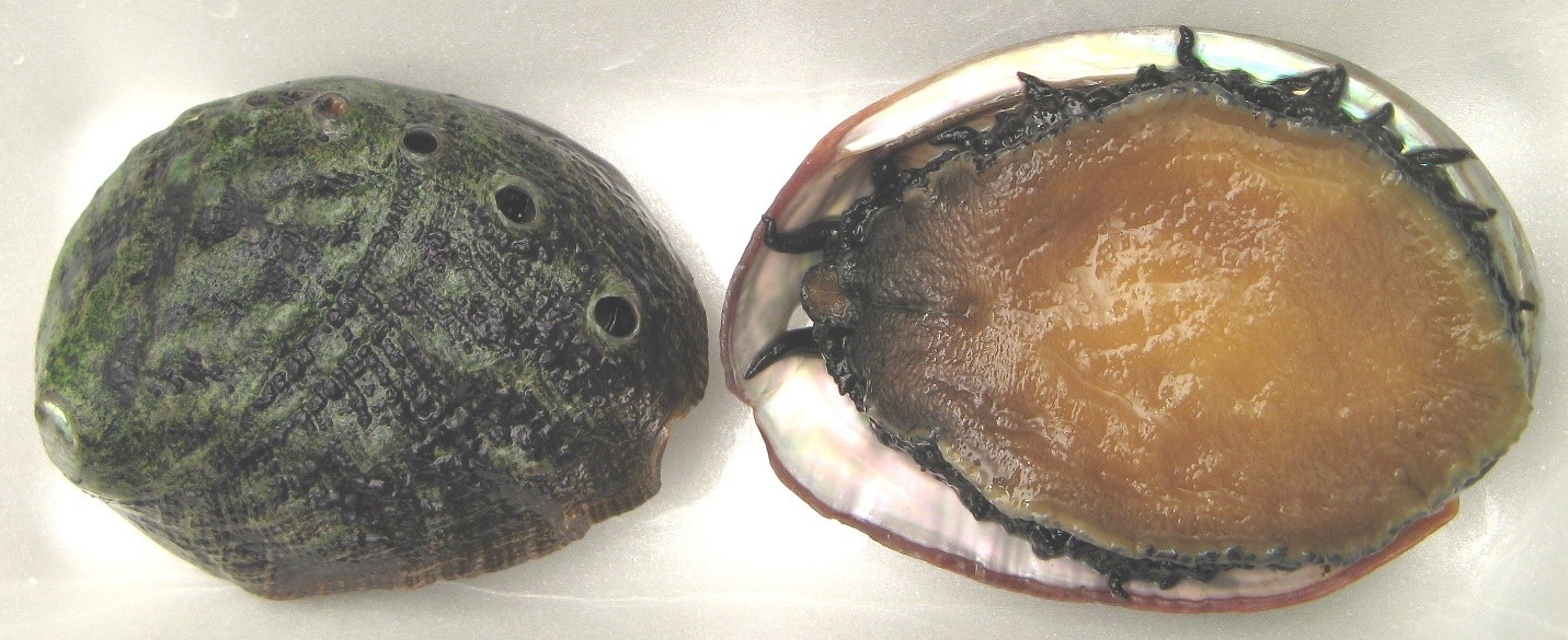 Abalone opened showing meat and shell