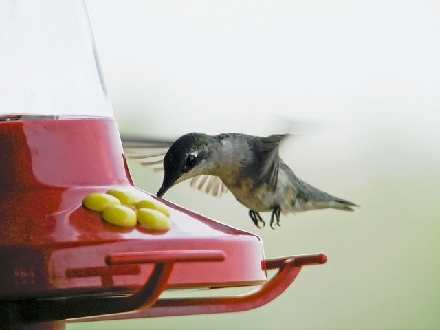 Hummingbird hovering at a sugar water feeder