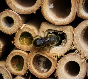Mason bee at the entrance of a bamboo hive
